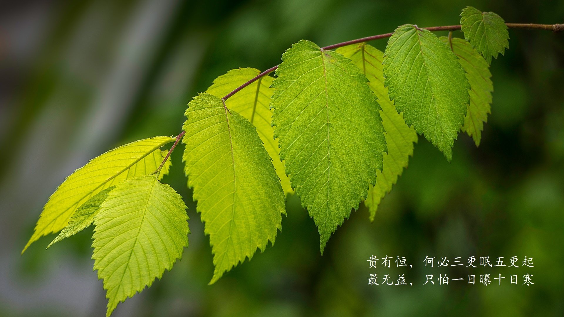 开云·体育官网APP下载-揭秘：热那亚艰难胜出，继续欧冠征程！，热那亚足球队最新新闻