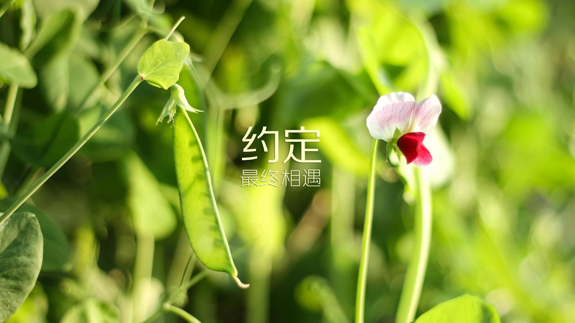 未来足球产业：从俱乐部到产业链升级，足球 未来