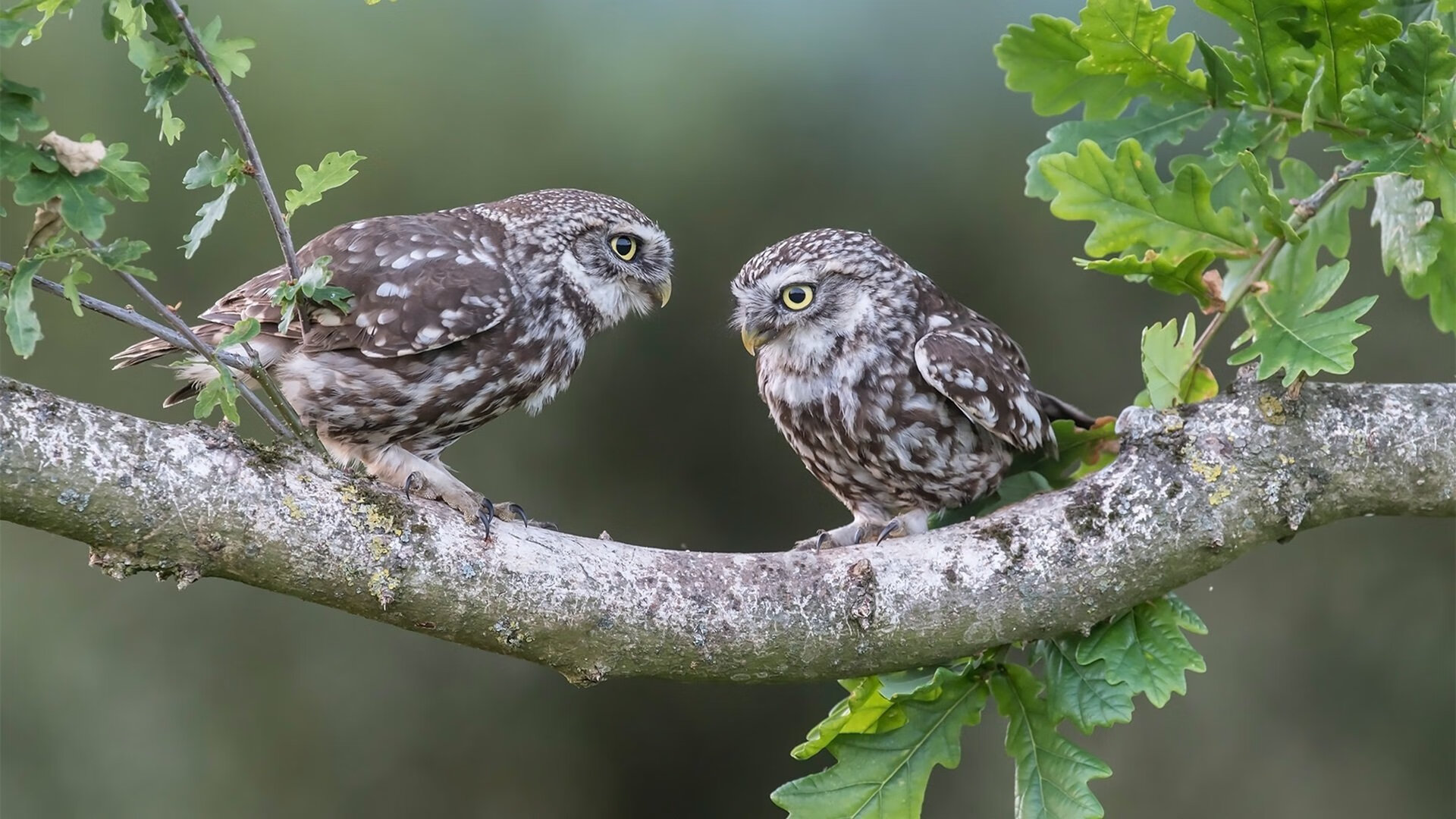 KAIYUNAPP-体测系统升级纳入动态健康跟踪机制，体测信息