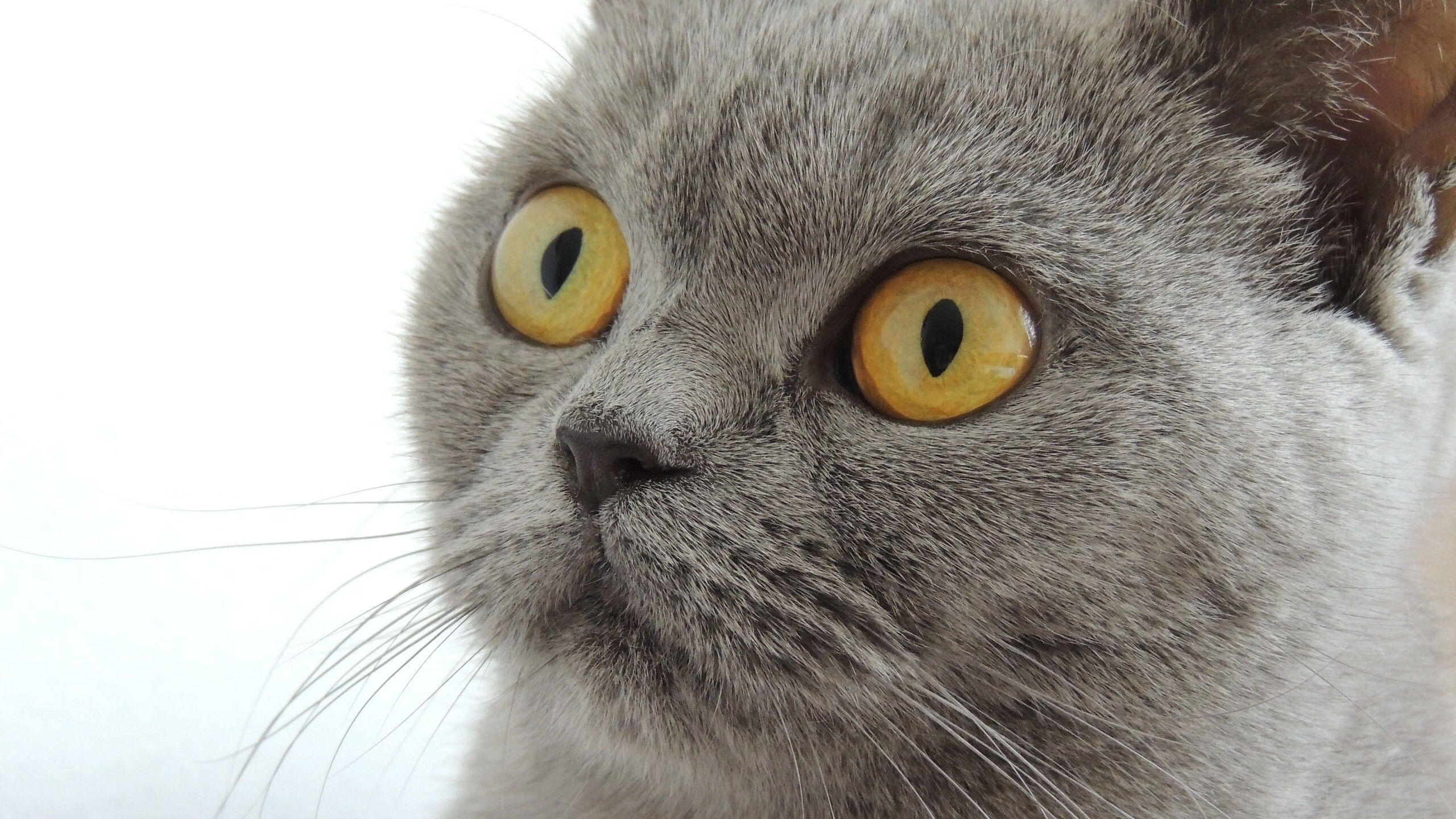 kaiyun登录入口-体育新闻中心协办全国体育新媒体创新峰会，体育赛事新媒体传播