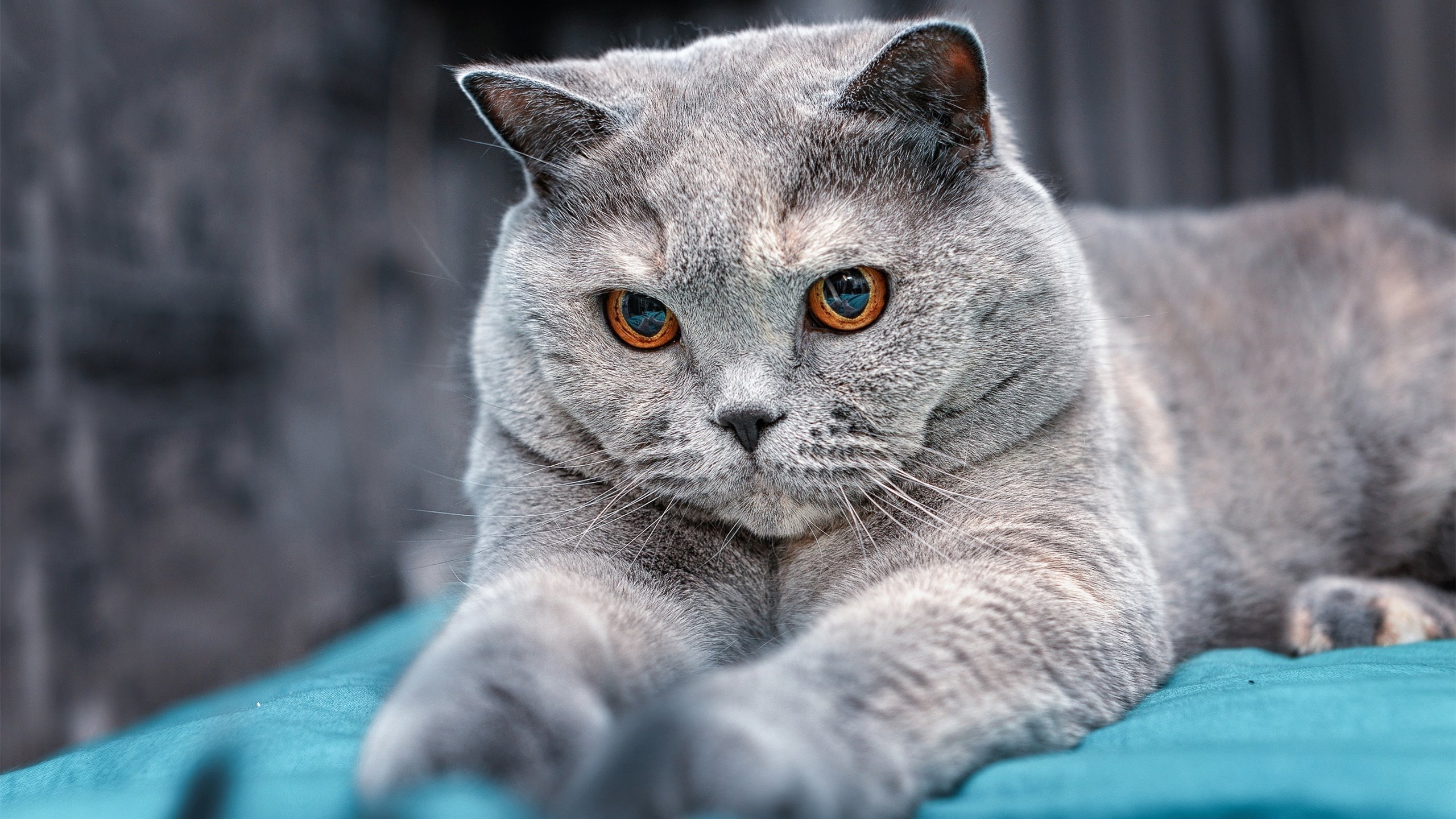 体育新闻中心协办全国体育新媒体创新峰会，体育赛事新媒体传播