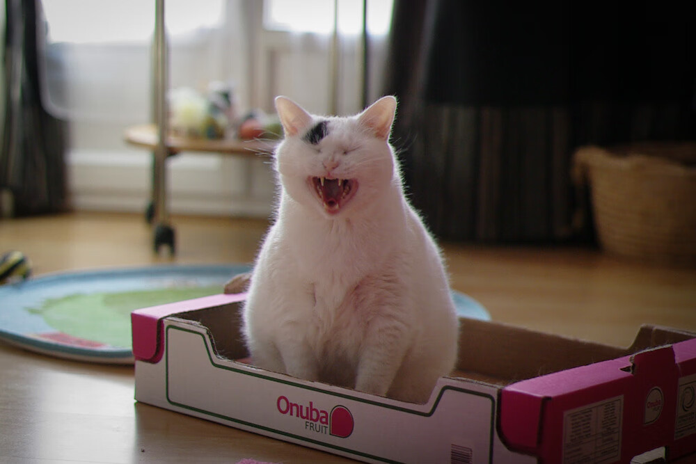 关键球员谁是教练最信任之选，球员当教练最成功的