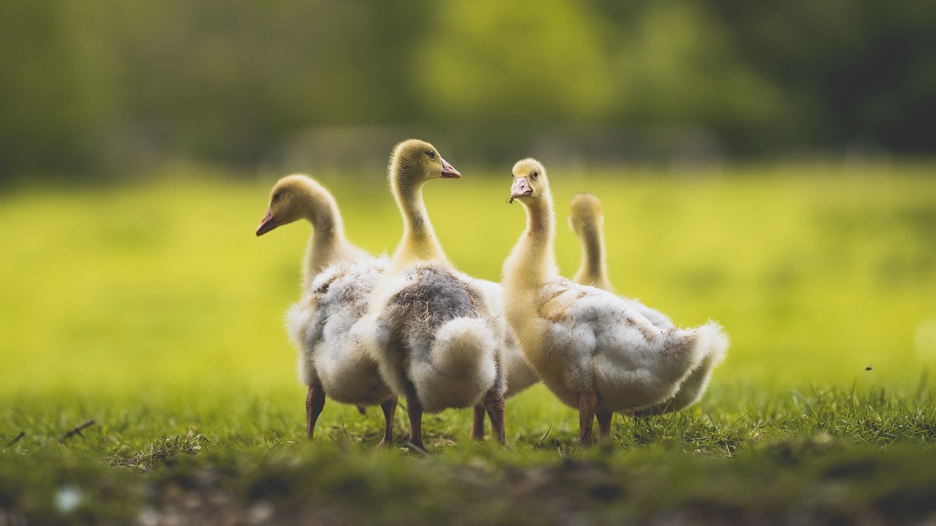 kaiyun网站-布莱顿中场衔接紧密提高攻防质量，布莱顿主场叫什么