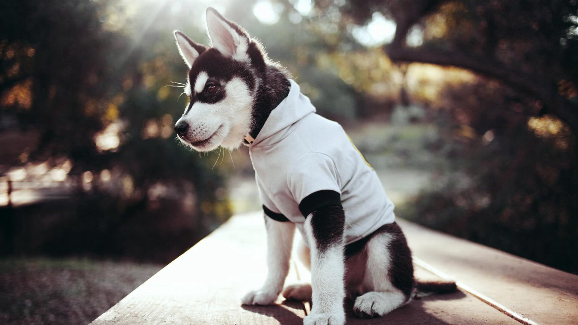 开云官网APP下载-罗马尼亚队赛制分析：如何利用赛制改革提升比赛策略与决策，罗马尼亚联赛水平