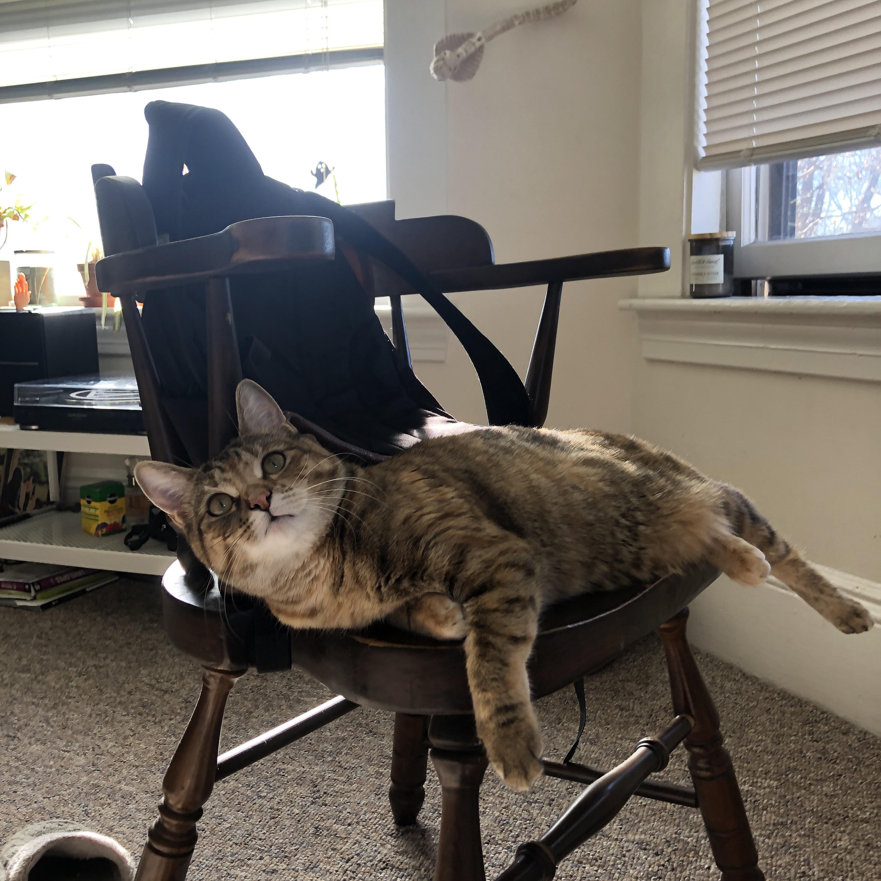 开云·体育官网APP下载-“华金·托比利亚的进攻反击与防守能力，帮助美洲狮队大幅提升竞争力”