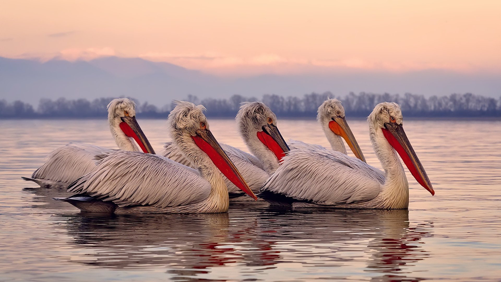 “华金·托比利亚的进攻反击与防守能力，帮助美洲狮队大幅提升竞争力”