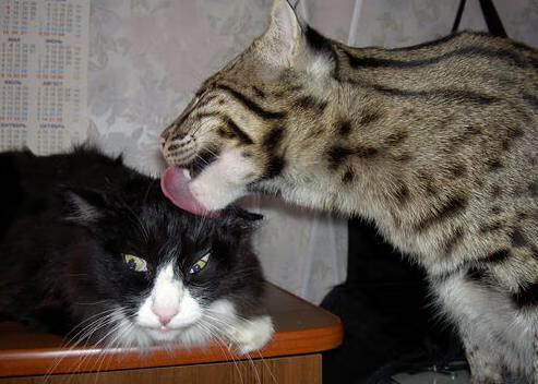 “尼古拉斯·桑特基:阿根廷美洲狮队的战术天才,未来值得关注”