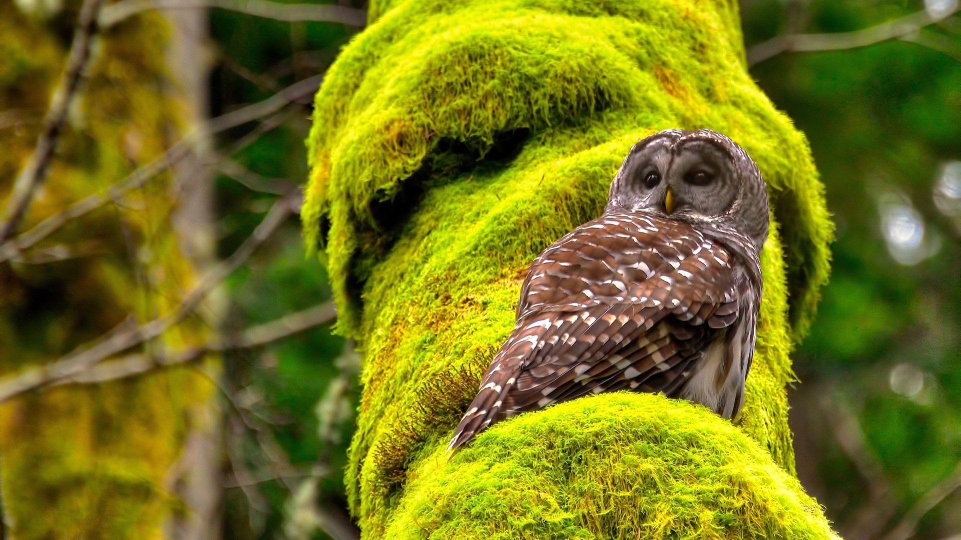 体育企业参与篮球公益计划赞助乡村学校训练装备，篮球公益营销策划方案