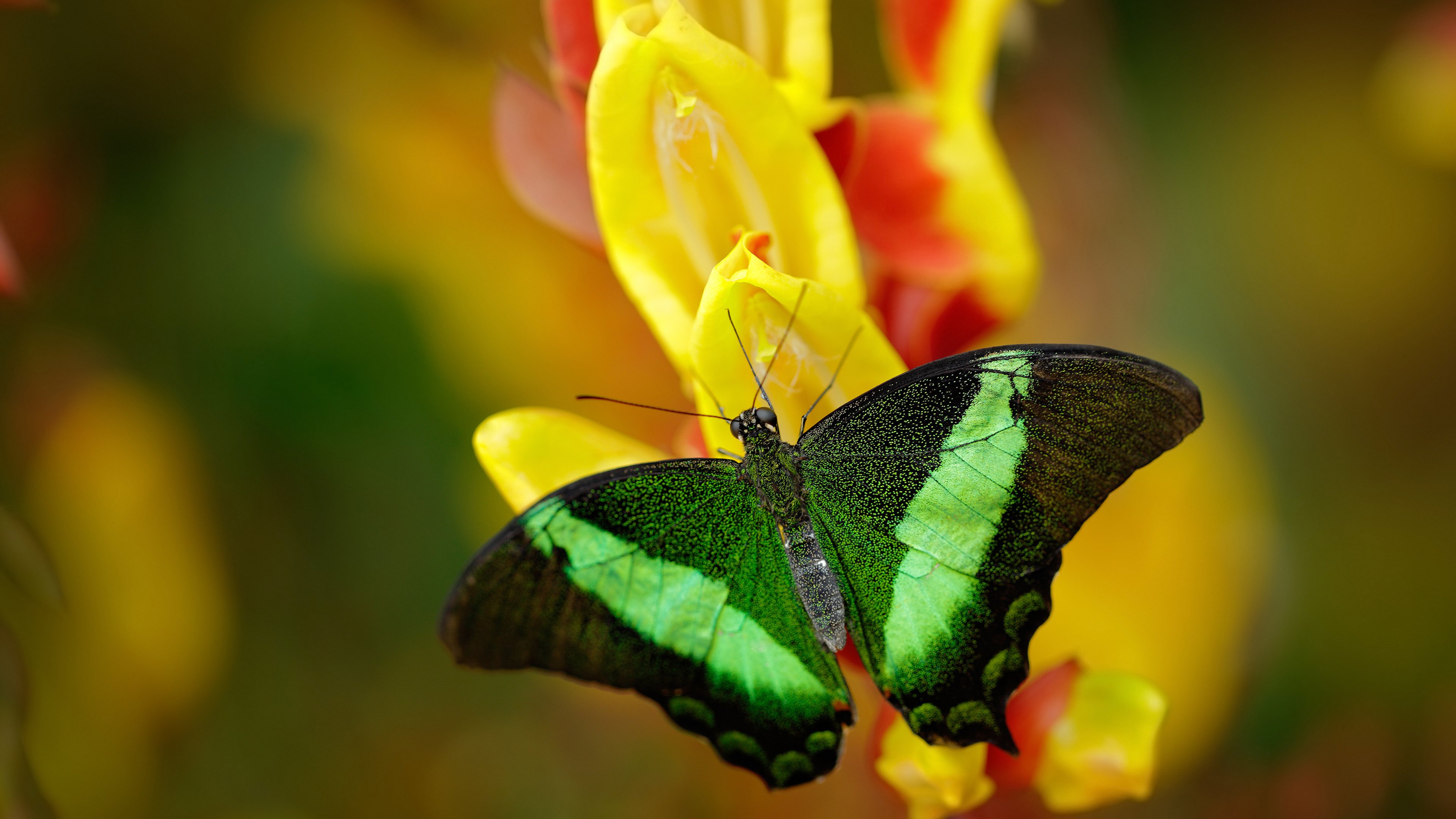 胡贝特·科斯后半程爆发力夺人眼球，贝尔·胡克斯